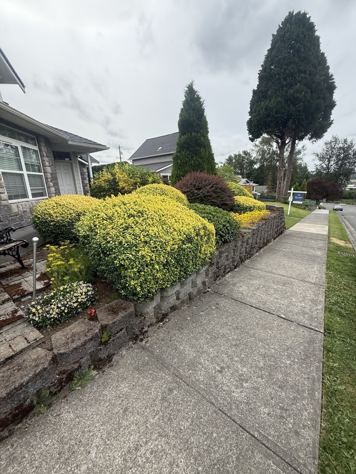 Neatly trimmed boxwood hedges and shrub bed along a front walkway